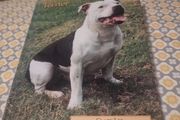 Pet Owners Guide to the Staffordshire Bull Terrier (Hardcover)