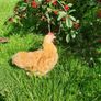 Buff Pekin rosters Image 3