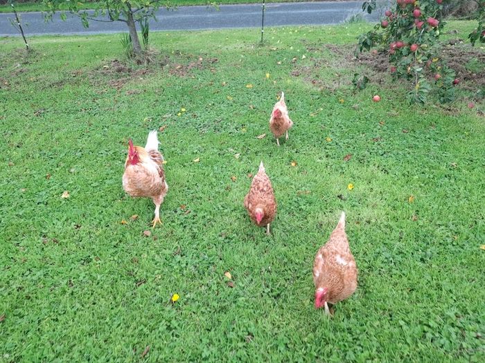 3 chickens 1 cockerel