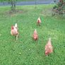 3 chickens 1 cockerel Image 4
