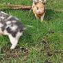 Miniature pet Kune Kune pigs Image 2