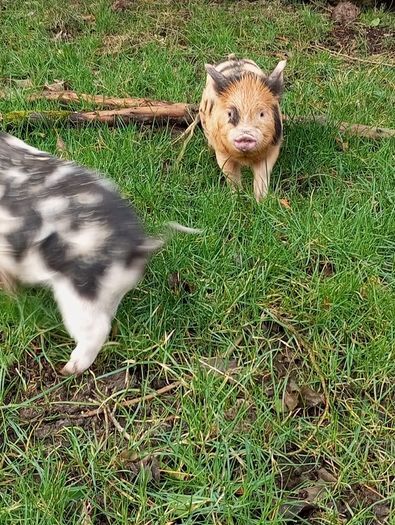 Miniature pet Kune Kune pigs
