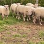 Charollais Suffolk texel and Dutch spotted rams Image 2