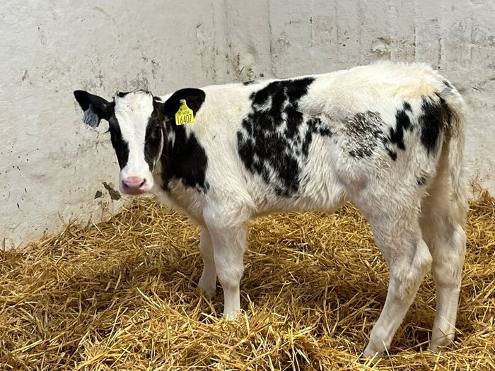 Super Red Simmental Heifer Calves