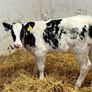Super Red Simmental Heifer Calves Image 2