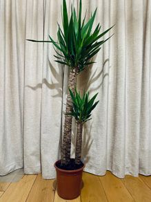 Yucca in 24cm pot and 140cm in height