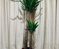 Yucca in 24cm pot and 140cm in height