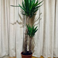 Yucca in 24cm pot and 140cm in height