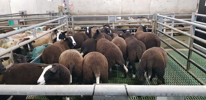 22 purebred zwartable e  lambs + 3 pure bred zwart