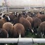22 purebred zwartable e  lambs + 3 pure bred zwart Image 6