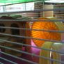 Hamster Cage Image 2