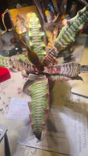 plants