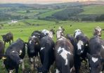 Maiden heifers