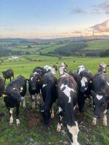 Maiden heifers