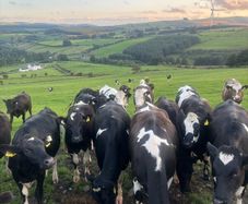 Maiden heifers