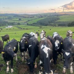 Maiden heifers