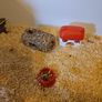 Hamster Cage with accessories (can discuss price) Image 4