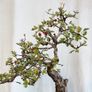 Bonsai Image 6