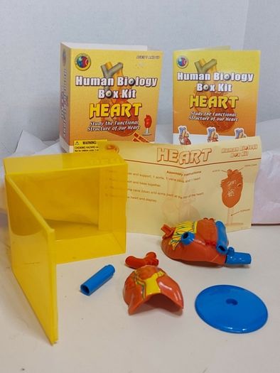 Set of 4 Human Biology box kits