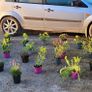 30 super flowering plants/shrubs Image 2