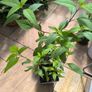 garden plants Image 3