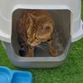 cat stuff Image 9