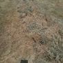 Bales of haylage Image 2
