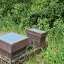 Bee nucs for sale Image 2