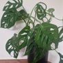 flowers Monstera adansonii - Monkey Image 3
