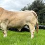 Ch Bull Image 2