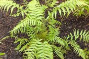Dicksonia Antartica tree fern