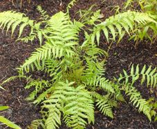 Dicksonia Antartica tree fern