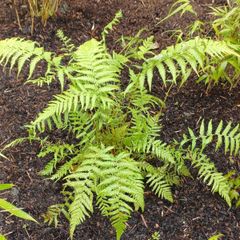Dicksonia Antartica tree fern