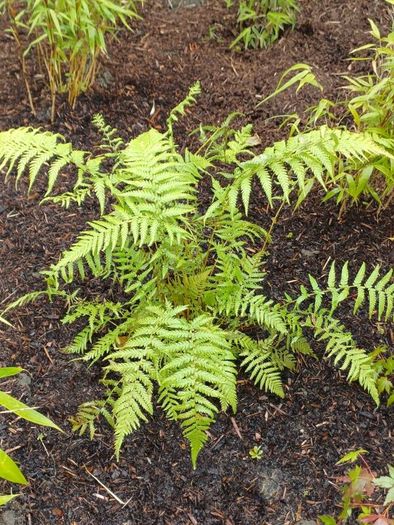 Dicksonia Antartica tree fern