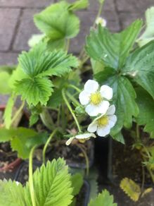 10 plants white strawberries pine berries