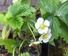 10 plants white strawberries pine berries
