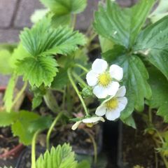 10 plants white strawberries pine berries