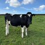 In Calf Heifers Image 6