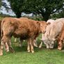 12 400kg 2025 born heifer off fresh tb test Image 4