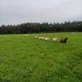 Belclare x and Texel x ewe lambs Image 3