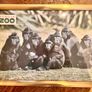 Framed animal prints (Dublin Zoo) Image 3