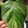 Epipremnum Aureum Marble Queen big leaves Image 6