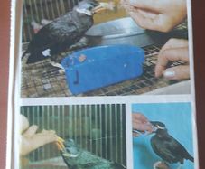 Handfeeding Baby Birds by Jo Cooper (P+P incl)