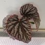 begonia Image 3