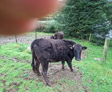Full blood wagyu bullocks.