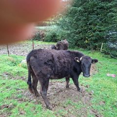 Full blood wagyu bullocks.