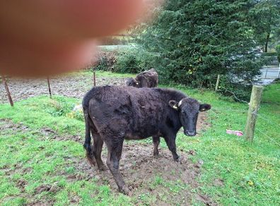 Full blood wagyu bullocks.