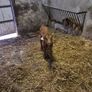 Calf (JP) Image 2