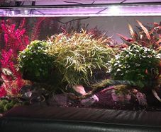 planted tank 250 liter