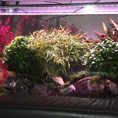 planted tank 250 liter